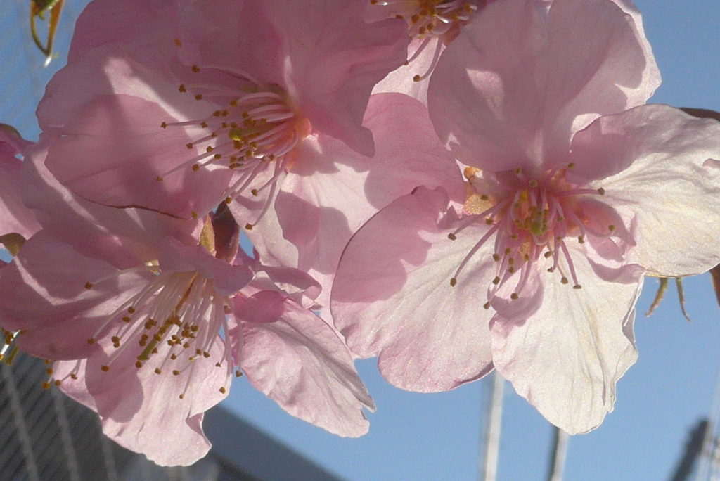 P1290403　河津桜