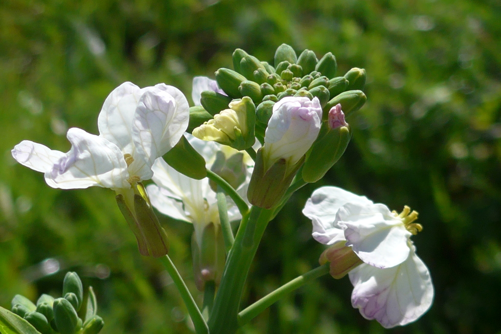 P1140187　大根の花