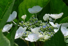 P1230320　あじさい