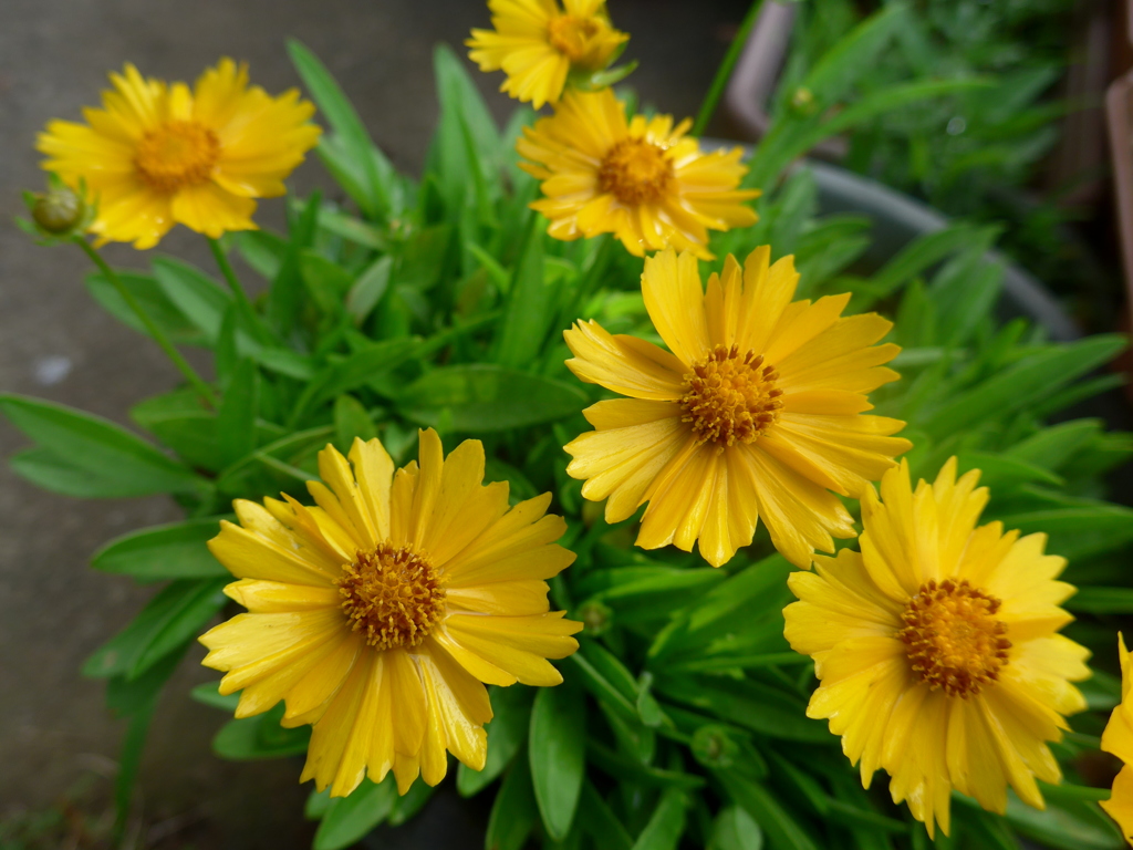 朝日が似合うね。