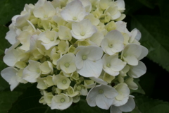 P1045770　あじさい