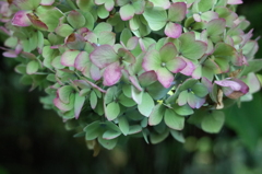 R0352727　へんげ