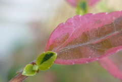 P1130230　新しい芽