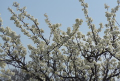 P1260378　白い桜
