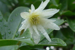 P1310494　雨上がりのシキミ