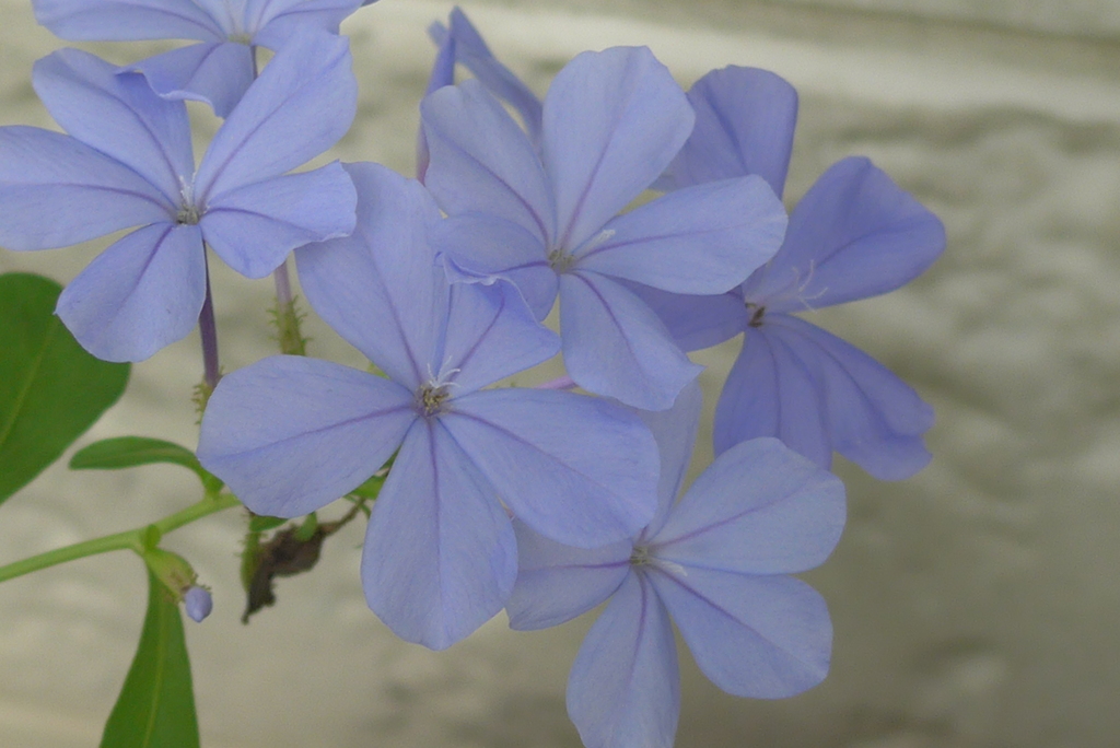 P1340016　ルリマツリ