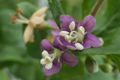 P1046858　野の花