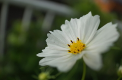 R0354125　コスモス