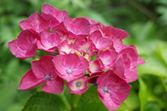 R0353197　赤いアジサイ