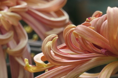 P1069460　菊