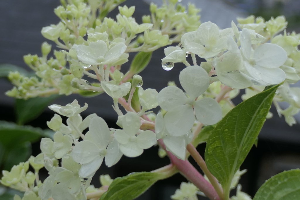 P1012602　ノリウツギ