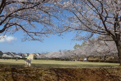 P1380028　桜咲く公園