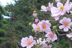 P1180616　ゆれる…♪