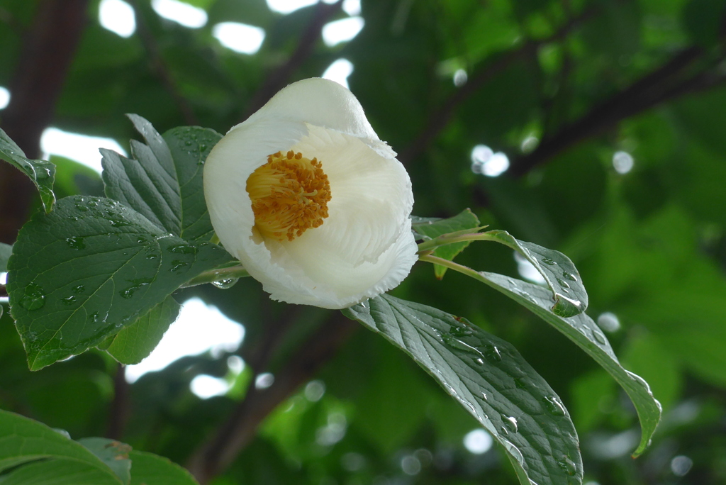 P1380681　夏椿