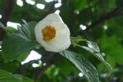 P1380681　夏椿