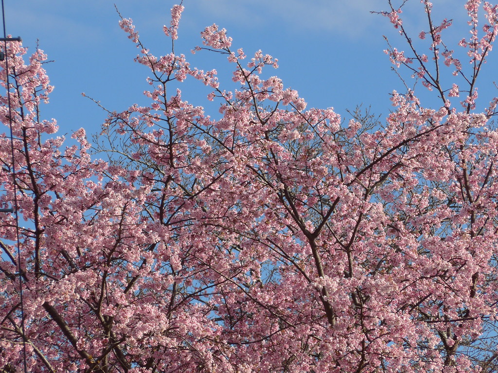 P1070840　さくら♪