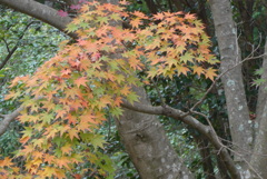 P1190214　修善寺虹の郷にて　～紅葉～