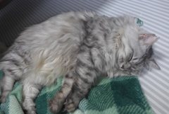P1100360　ねむりねこ