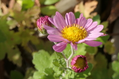 P1080989　小菊ちゃん