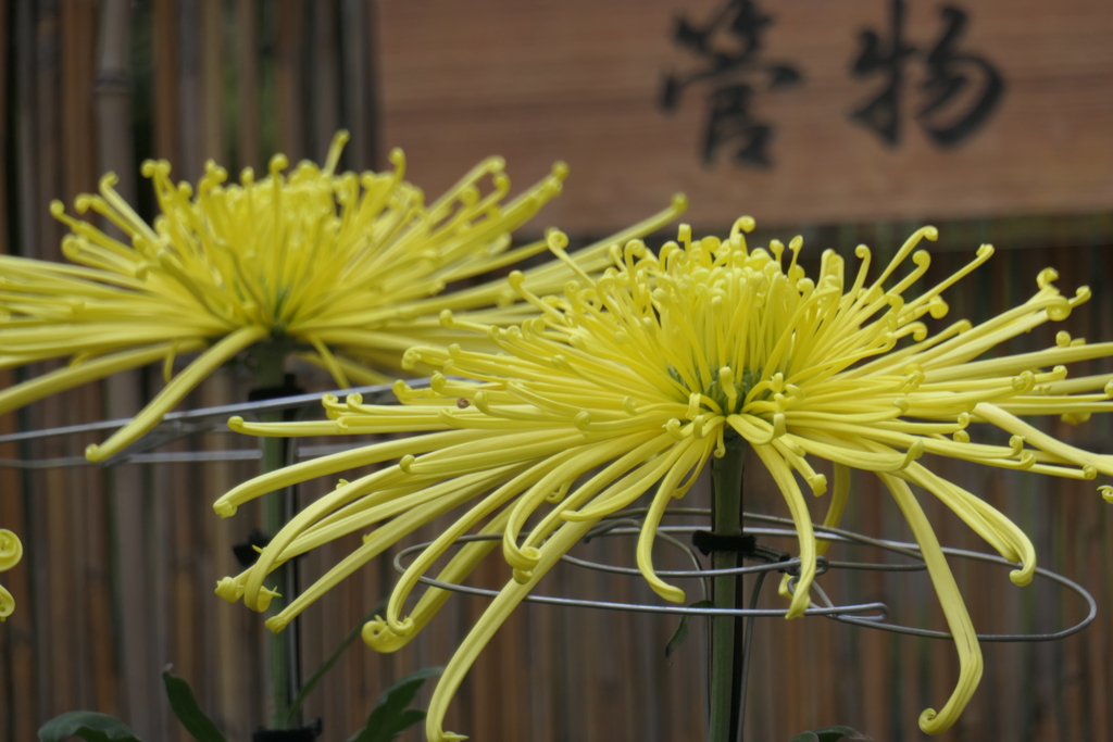 P1069469　菊