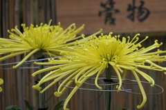 P1069469　菊