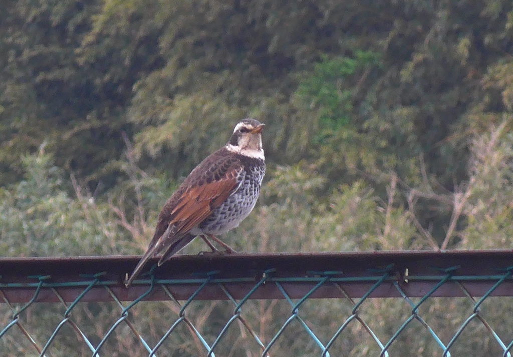 P1210238　鳥さん～♪