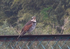 P1210238　鳥さん～♪