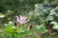 R0354151　ホトトギス