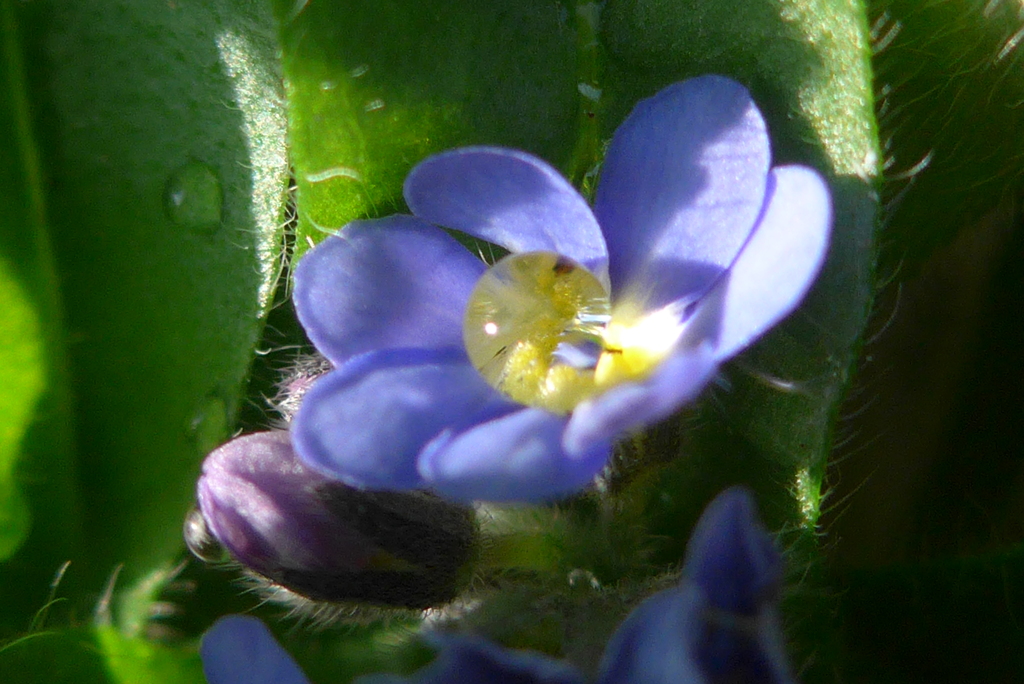 P1290373　忘れな草