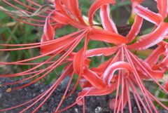 P1390051　彼岸花