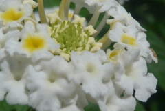 P1110216　ランタナ