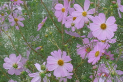 P1360895　秋桜