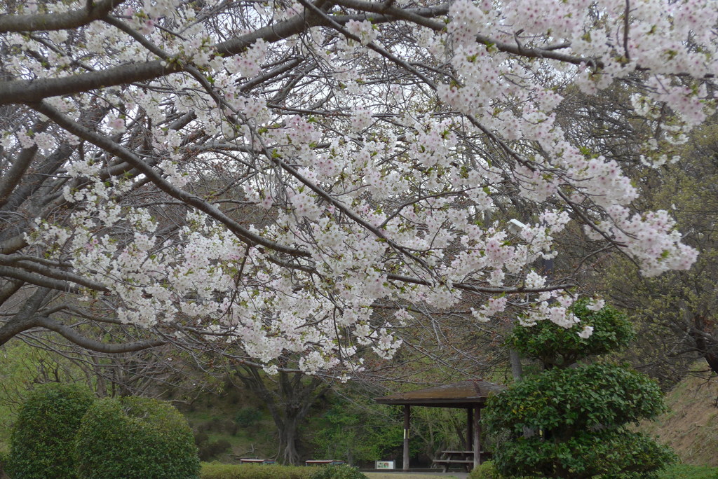 P1140319　桜