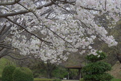 P1140319　桜