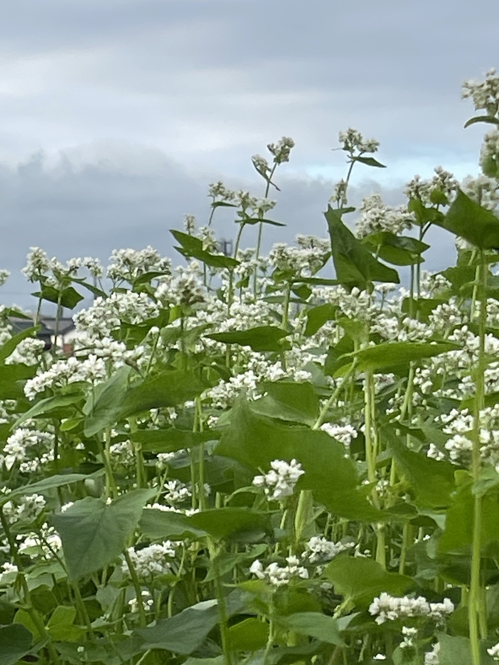 IMG_0266　ソバの花