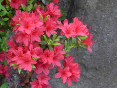 P1080556　ツツジ