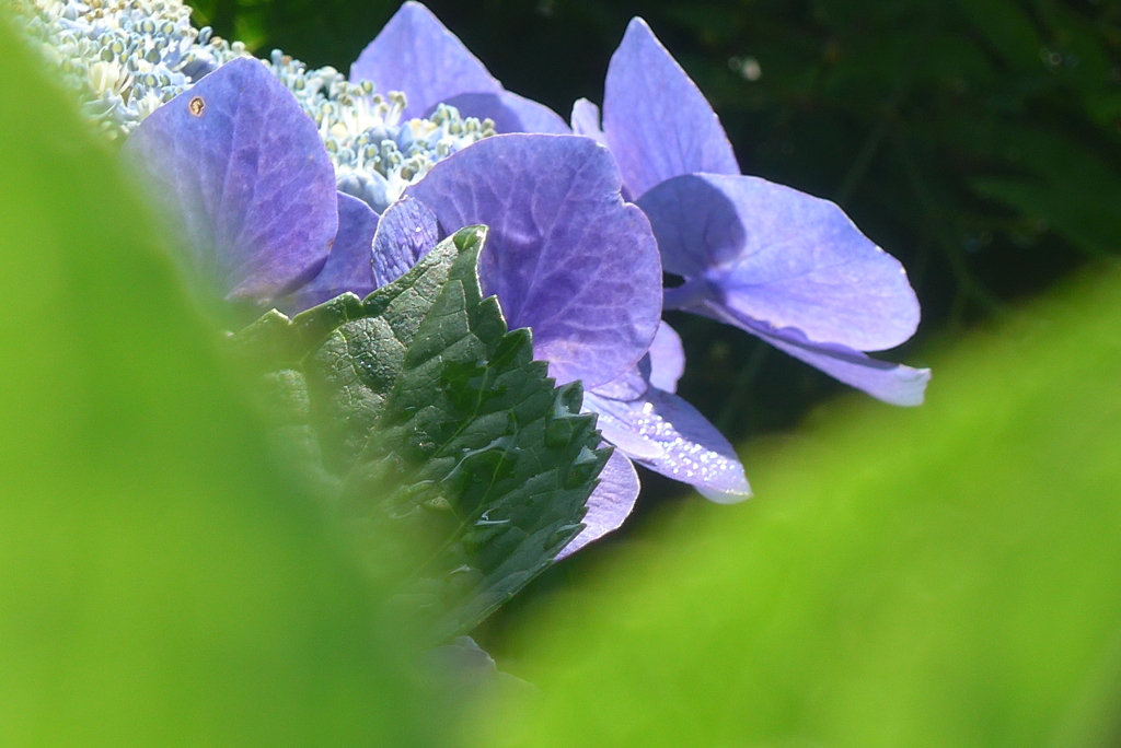 P1230775　あじさい