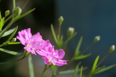 P1011670　カスミソウ