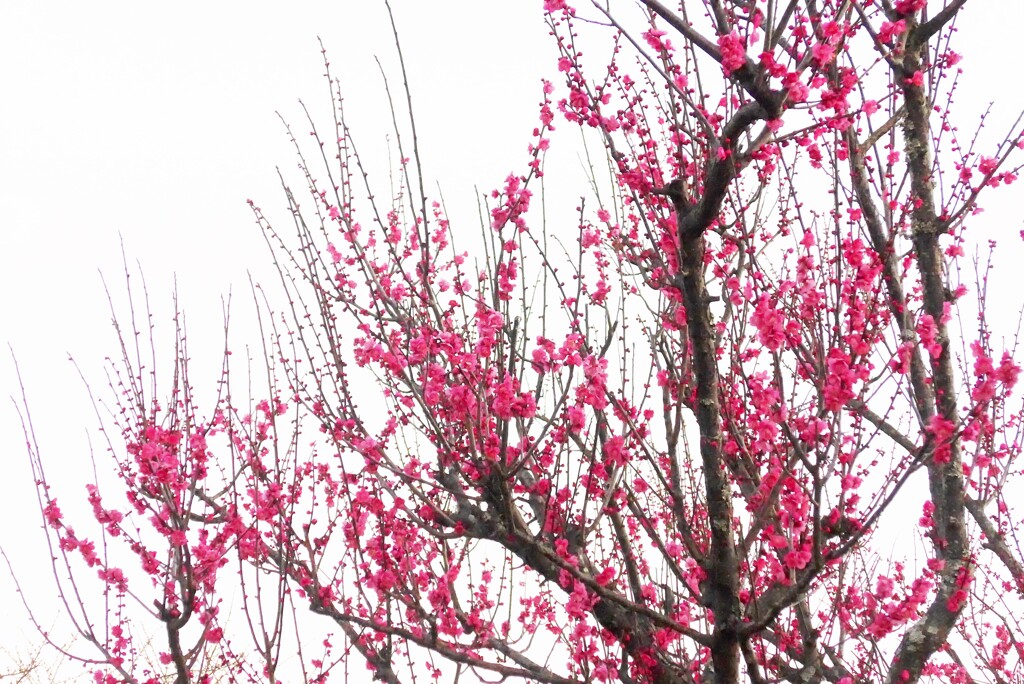 P1250899 (2)　紅梅