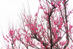 P1250899 (2)　紅梅