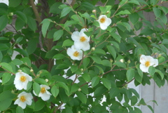 P1230528　ヒメシャラ