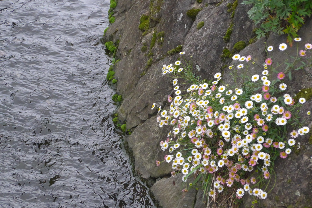 P1300140　流れと小花