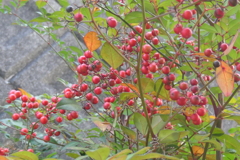 P1081009　ナンテン