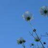 P1034524　コスモス