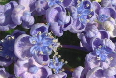 P1230363　オタフクアジサイ