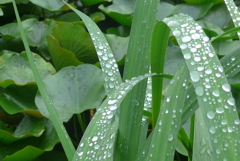 P1160874　雨上がりに