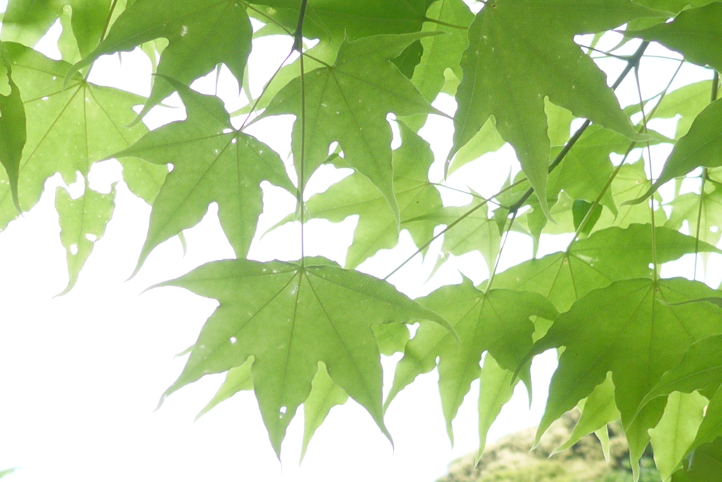 P1320869　新緑