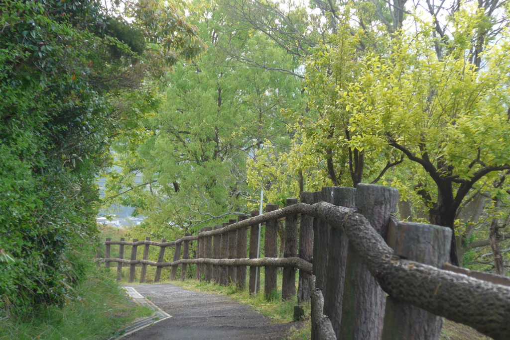 P1210875　新緑の散歩道