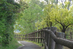 P1210875　新緑の散歩道
