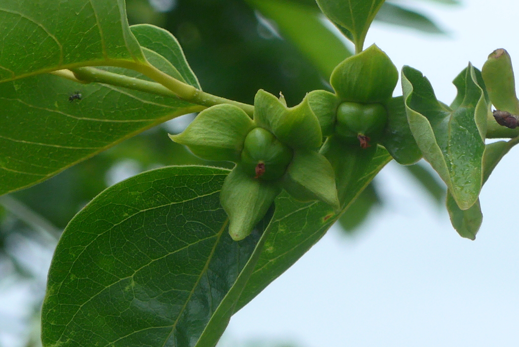 P1230172　柿の赤ちゃん